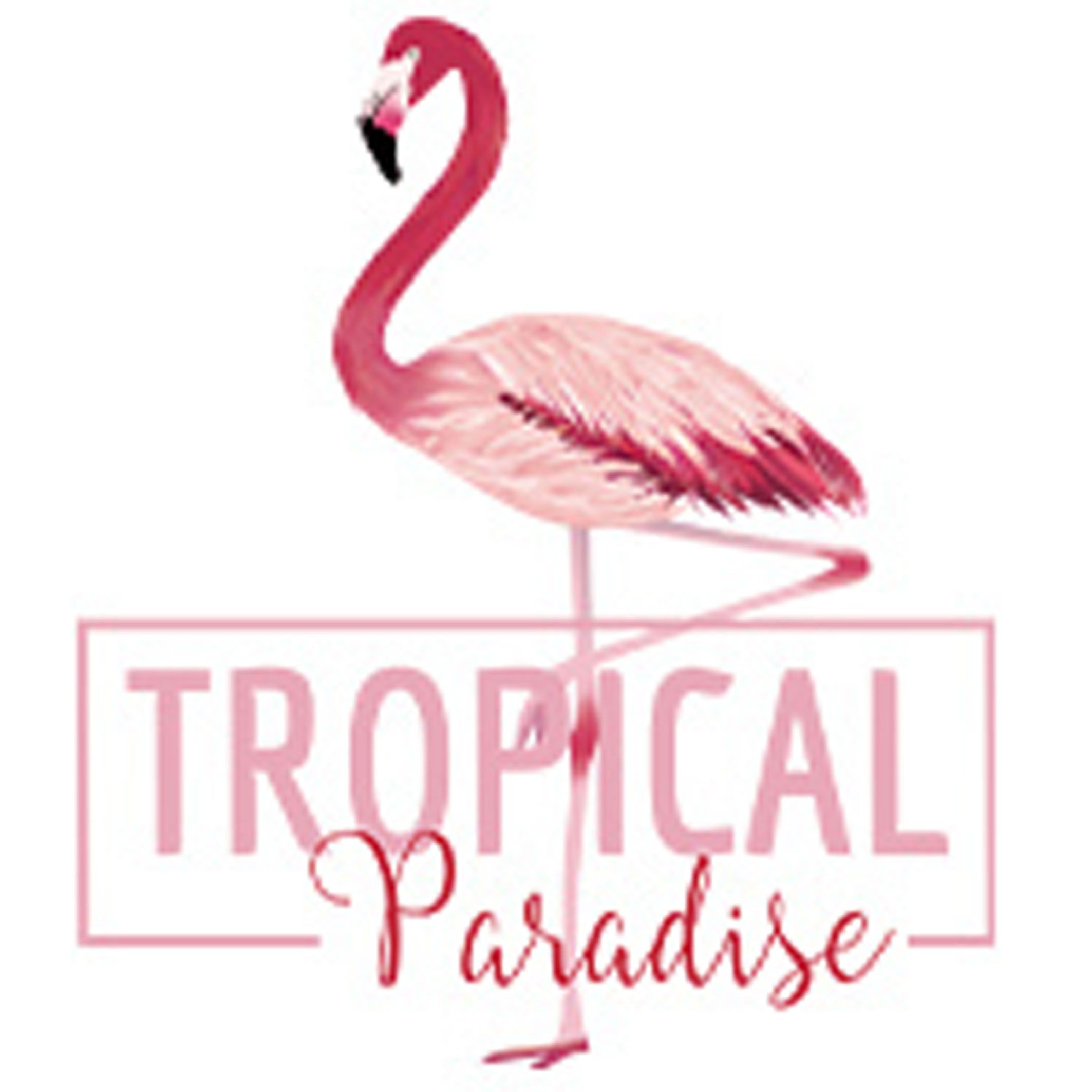 2126x2126 Flamingo Vector, Flamingo, Vector