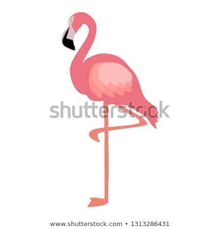450x470 Pink Flamingo Vector Design