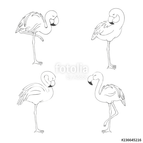 500x500 Sketched Flamingos Vector Stock Image And Royalty Free Vector