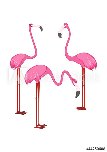 354x500 Three Different Beautiful Pink Flamingos Vector Illustration