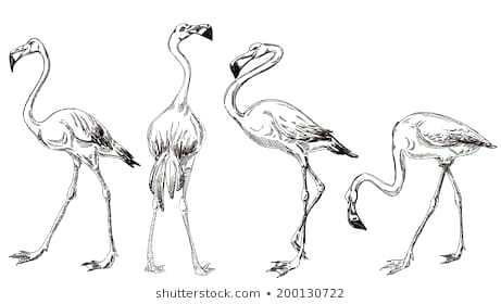 461x280 Drawings Of Flamingos