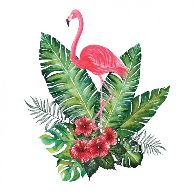 626x626 Flamingo Vectors, Photos And Free Download