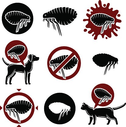 Flea Vector Premium Clipart 414x416 Flea Vector Premium Clipart