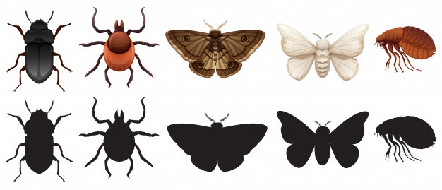 Flea Vectors, Photos And Free Download 626x269 Flea Vectors, Photos And Free Download