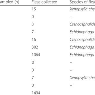 Flea Vector Species And Their Pcr Results Download Table 320x320 Flea Vector Species And Their Pcr Results Download Table