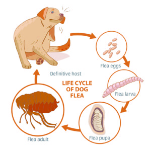 Fleas 300x300 Fleas