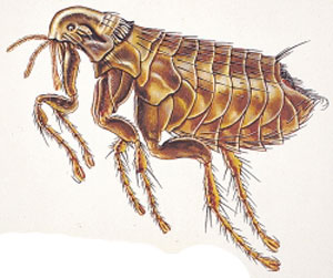 Fleas Pest Control Ppc Environmental Belfast, Northern Ireland 300x251 Fleas Pest Control Ppc Environmental Belfast, Northern Ireland