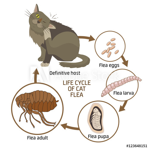 Life Cycle Of Cat Flea Vector Illustration The Spread 500x500 Life Cycle Of Cat Flea Vector Illustration The Spread