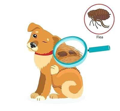 Flea Vector at Vectorified.com | Collection of Flea Vector free for ...