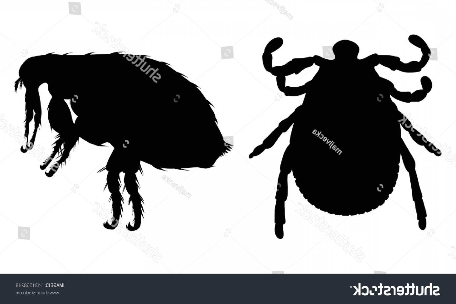 Vector Silhouette Flea Tick On White Geekchicpro 1800x1200 Vector Silhouette Flea Tick On White Geekchicpro