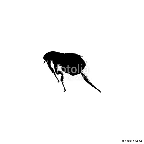 Flea Vector Icon Flea Sign On White Background Flea Icon For Web 500x500 Flea Vector Icon Flea Sign On White Background Flea Icon For Web