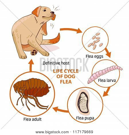 Life Cycle Of Dog Flea Vector Illustrat 450x470 Life Cycle Of Dog Flea Vector Illustrat