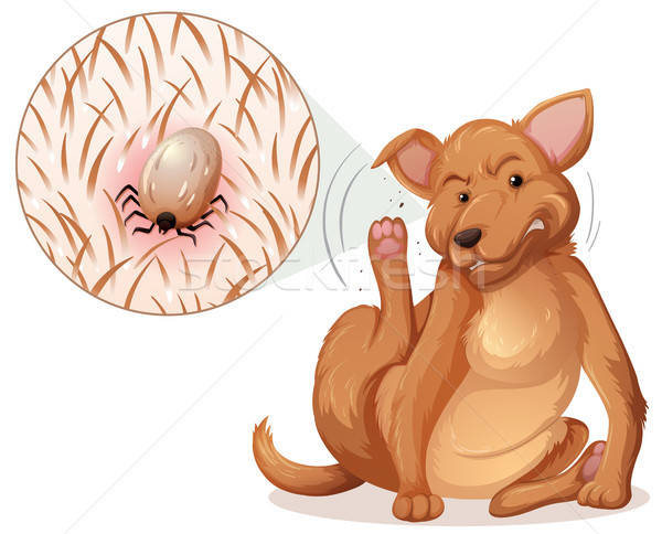 Dog With A Flea Vector Illustration Daniel Cole 600x484 Dog With A Flea Vector Illustration Daniel Cole