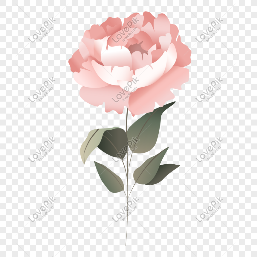 860x860 Photo De Fleur Vector Illustration Png Gratuitement De L