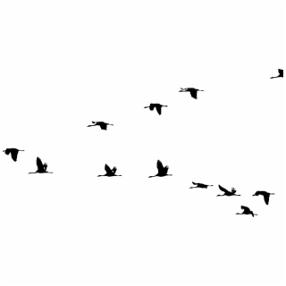 320x320 Crane Silhouette Flight Bird Flock