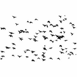 Flock Of Birds Silhouette Vector at Vectorified.com | Collection of ...