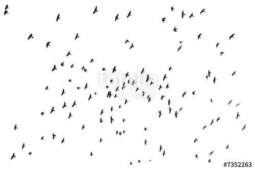 500x333 Flock Of Birds Silhouette Over White Stock Image And Royalty