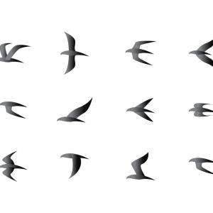 300x300 Colorful Flock Of Birds Vectors Catchsplace