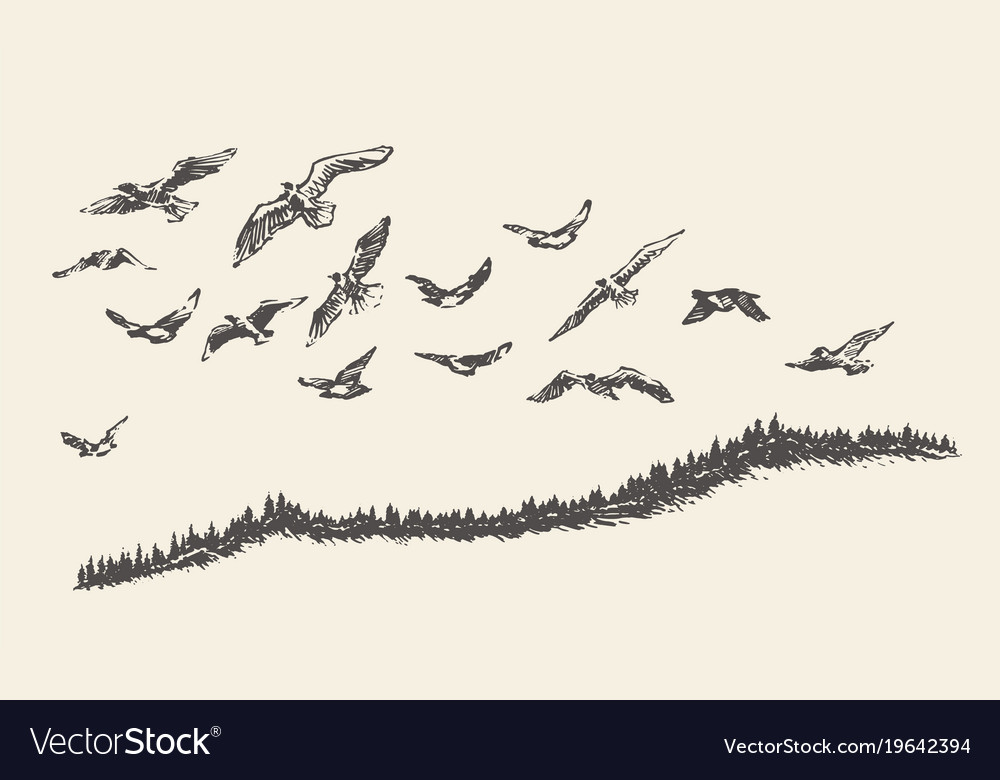 1000x780 Huge Collection Of 'flock Of Birds Drawing' Download More Than