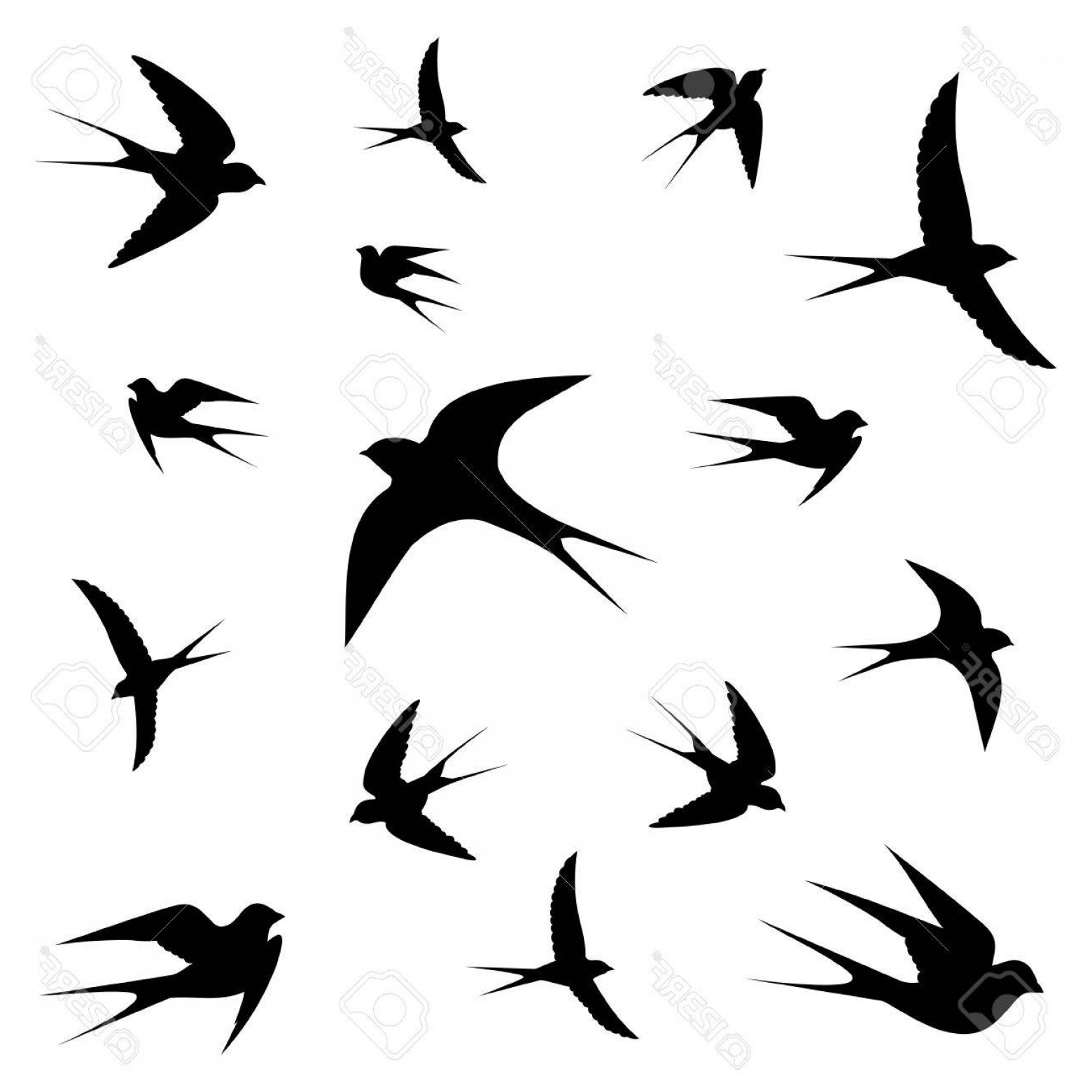 1560x1560 White Birds Vector Cqrecords