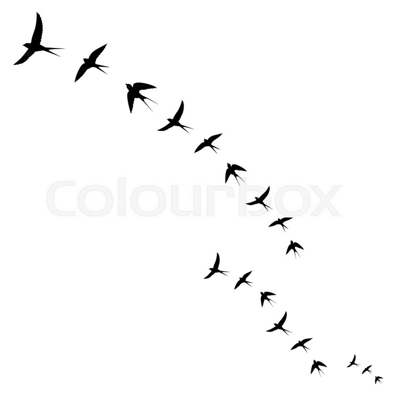 800x800 Birds Icons,set Of Flying Birds,vector Stock Vector Colourbox