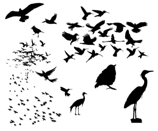 520x433 Collection Of 'birds Silhouette Vector' Download More Than