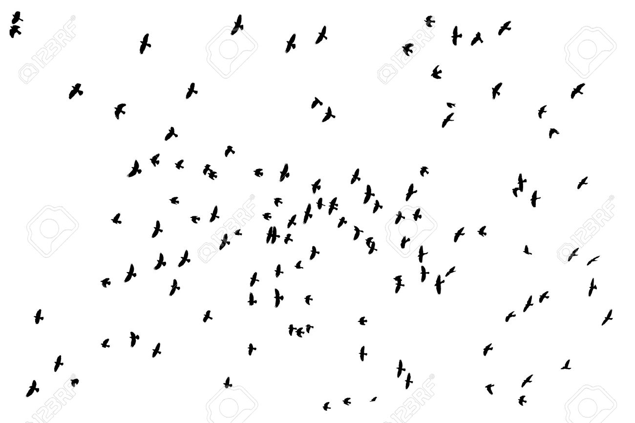 1300x866 Flock Of Bird Silhouette