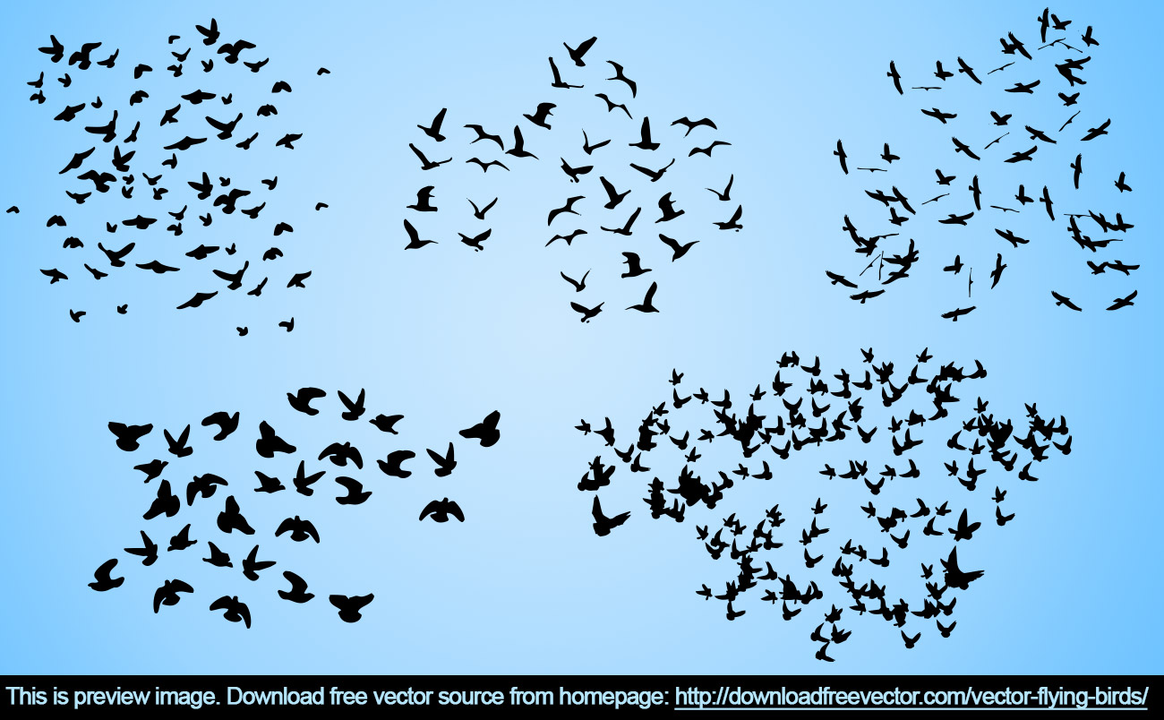 Bird Flock download