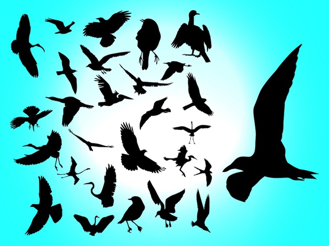 646x483 Flying Birds Vector Free Over Millions Vectors, Stock Photos, Hd