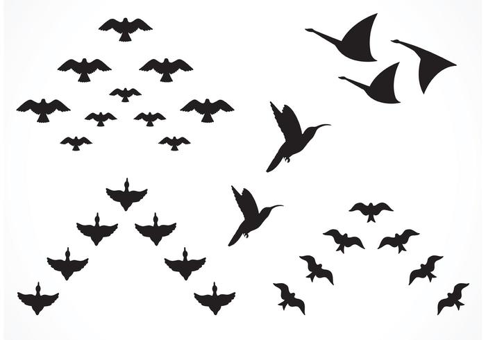 700x490 Free Vector Flock Of Birds