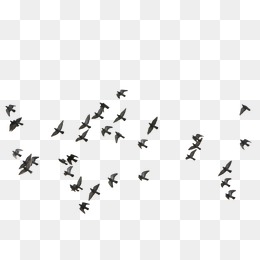 260x260 Bird Vector Png Images