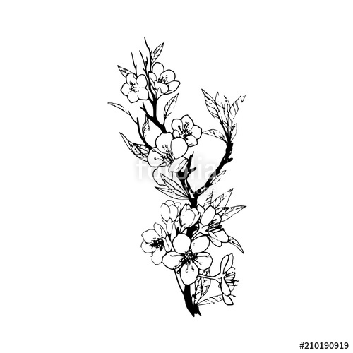 Floral Illustration Vector at Vectorified.com | Collection of Floral ...