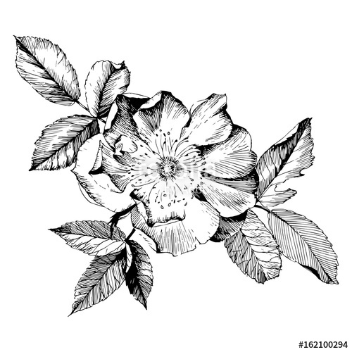 500x500 Hand Drawn Botanical Art Isolated On White Background Floral