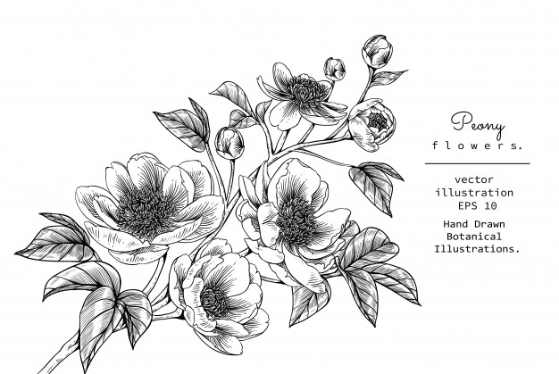 Floral Illustration Vector at Vectorified.com | Collection of Floral ...