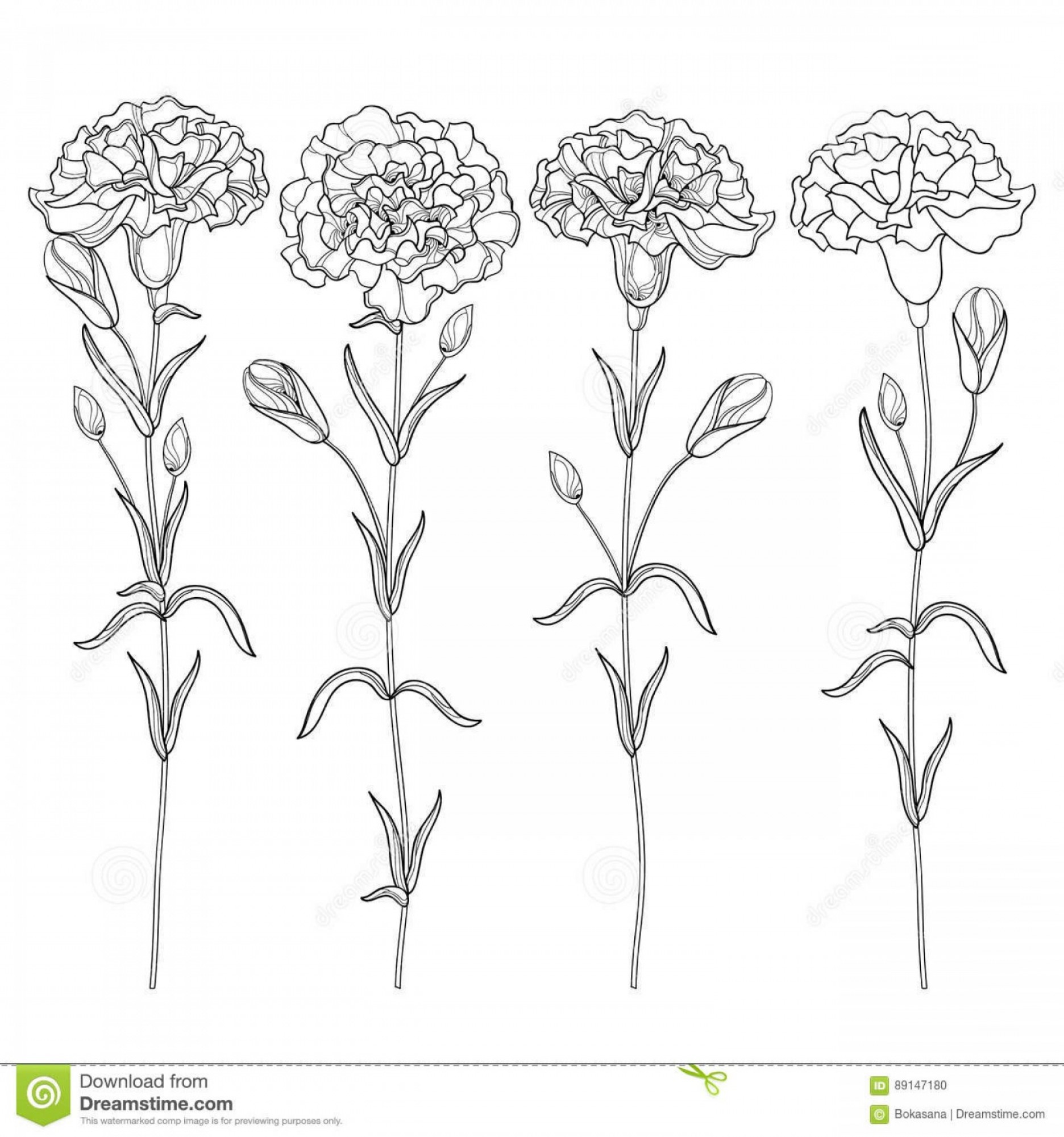1872x2001 Stock Illustration Vector Set Outline Carnation Flower Bud Leaves