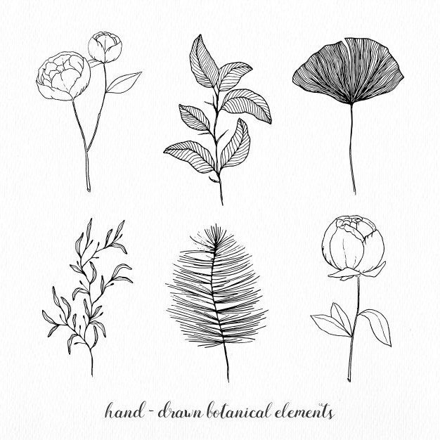 626x626 Botanical Vectors, Photos And Free Download