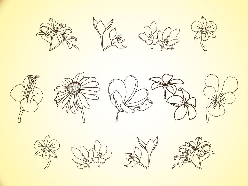 1024x768 Free Simple Line Drawings Vector Flower Line Illustrations