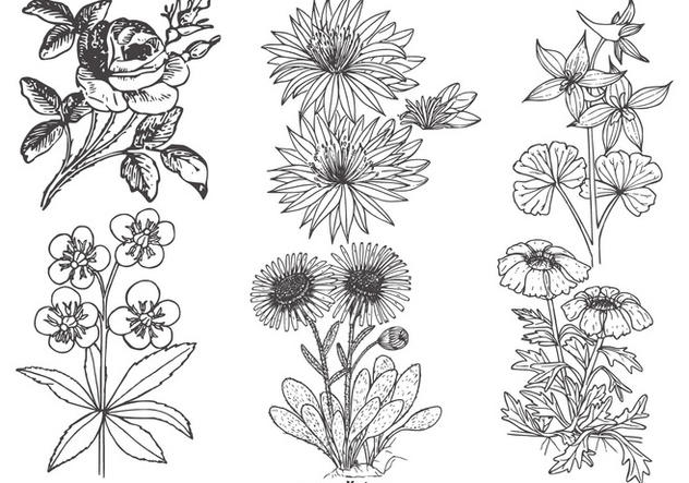 632x443 Descargar Vector Flores Vintage Gratis Cannypic