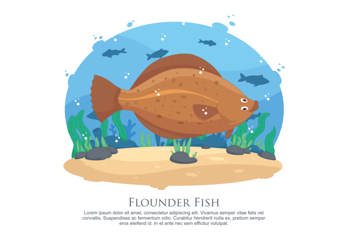 700x490 Flounder Fish Vector Illustration