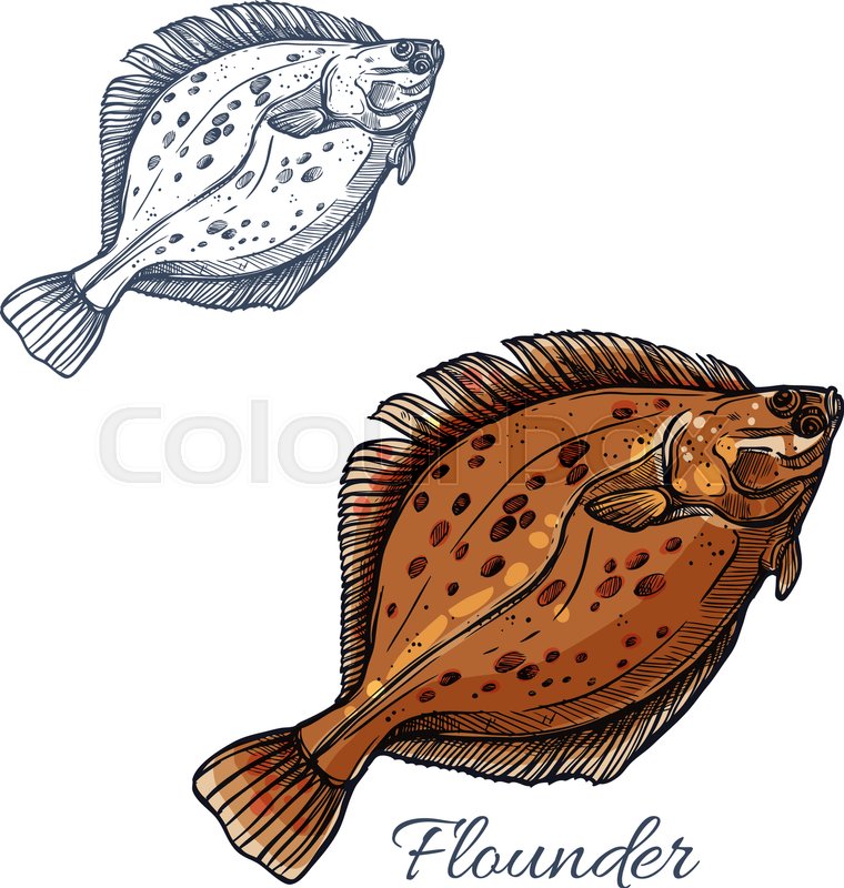 760x800 Flounder Fish Isolated Sketch Brown Stock Vector Colourbox