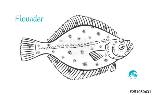 500x309 Flounder Hand Drawn Illustration Stock Image And Royalty Free