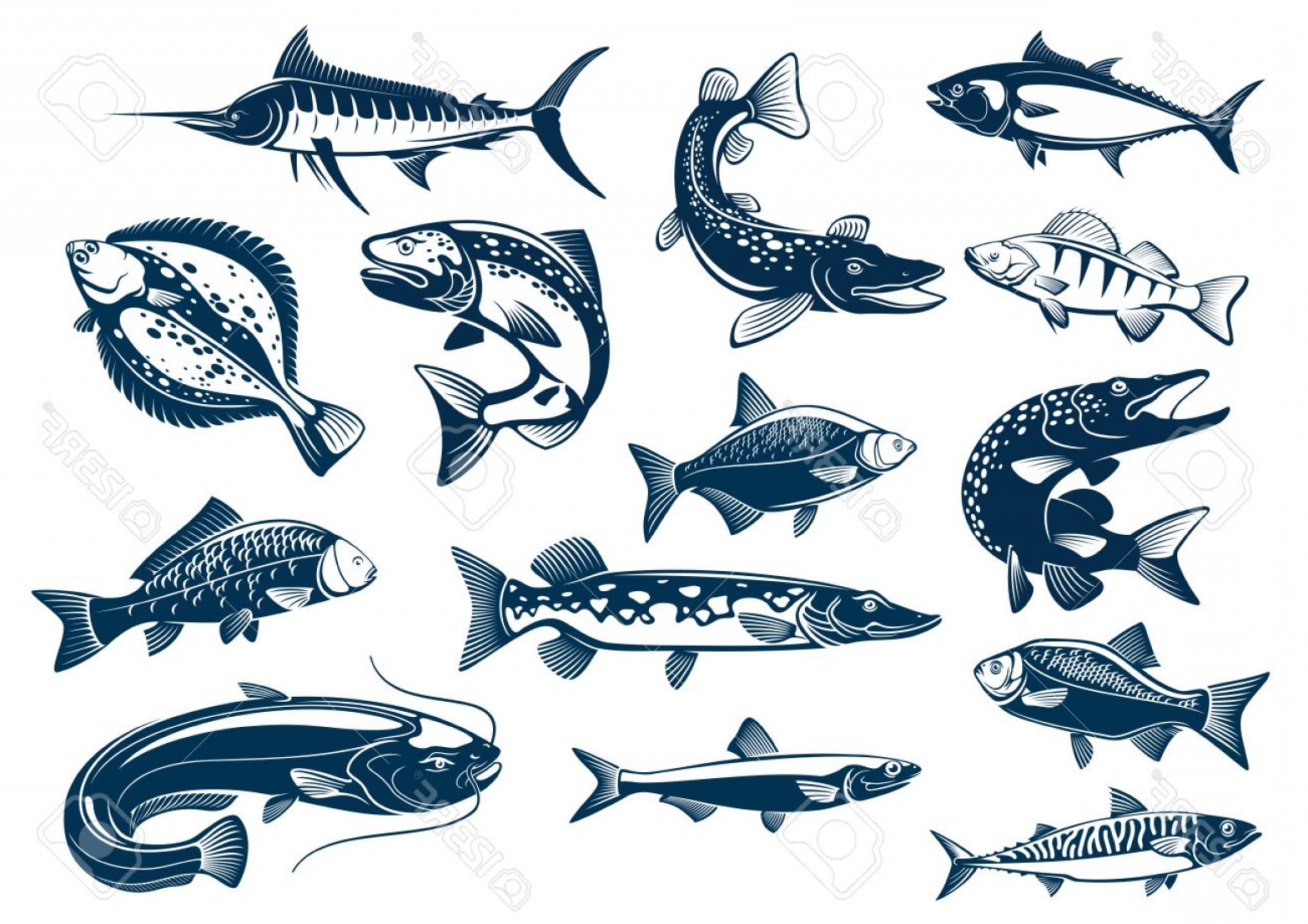 1560x1102 Photofish Vector Tuna Pike And Marlin Perch Bream Salmon