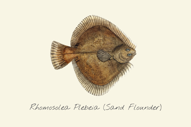 626x417 Drawing Of A Sand Flounder Vector Premium Download