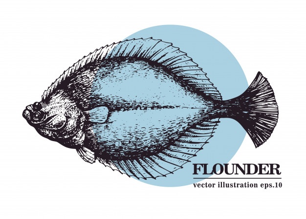 626x447 Fish Flounder Vectors, Photos And Free Download