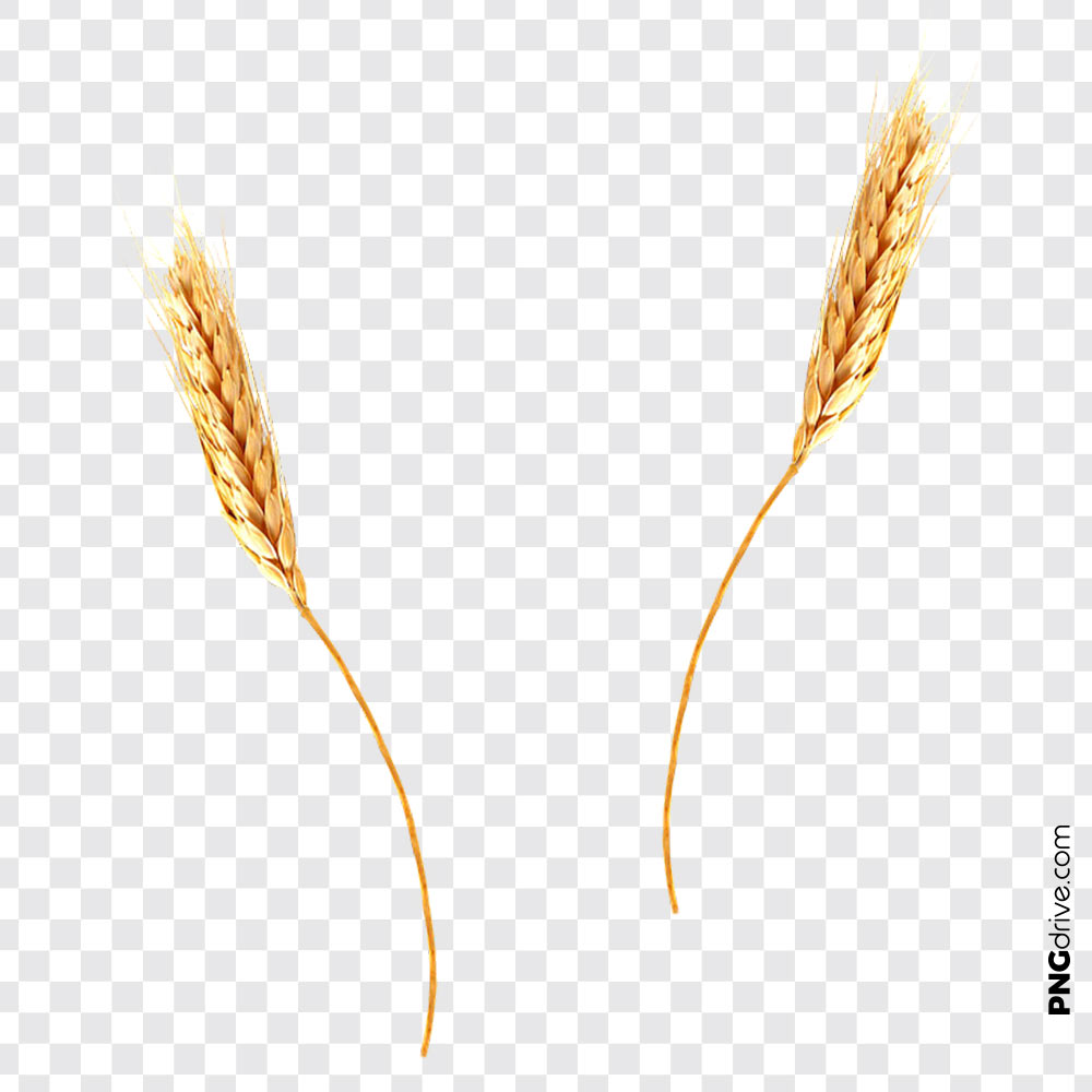 Grain Wheat Flour Vector Png Image 1000x1000 Grain Wheat Flour Vector Png Image