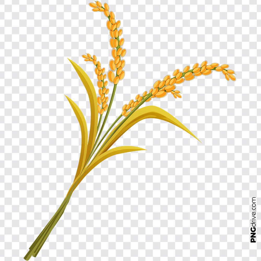 Png Wheat Flour Vector Clipart Archives 1000x1000 Png Wheat Flour Vector Clipart Archives