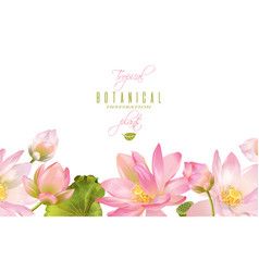 Lotus Flower Banner Vector In Lotus Vector, Lotus 238x250 Lotus Flower Banner Vector In Lotus Vector, Lotus