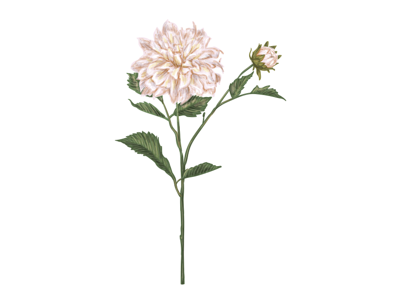 800x600 Flower Vector Drawing Process