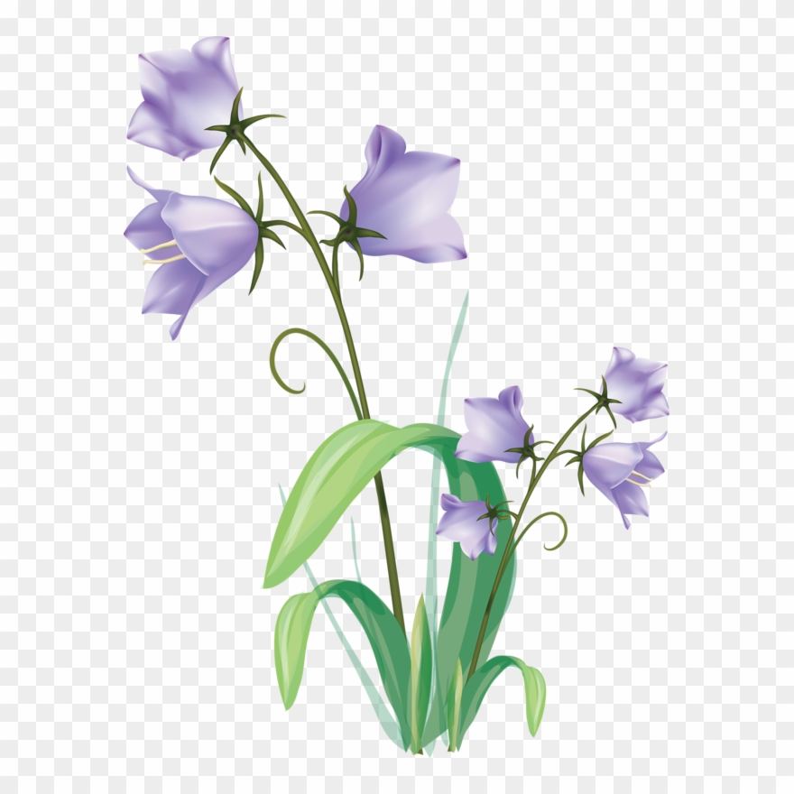 880x880 Fotki Vector Flowers, Flower Clipart, Plant Vector