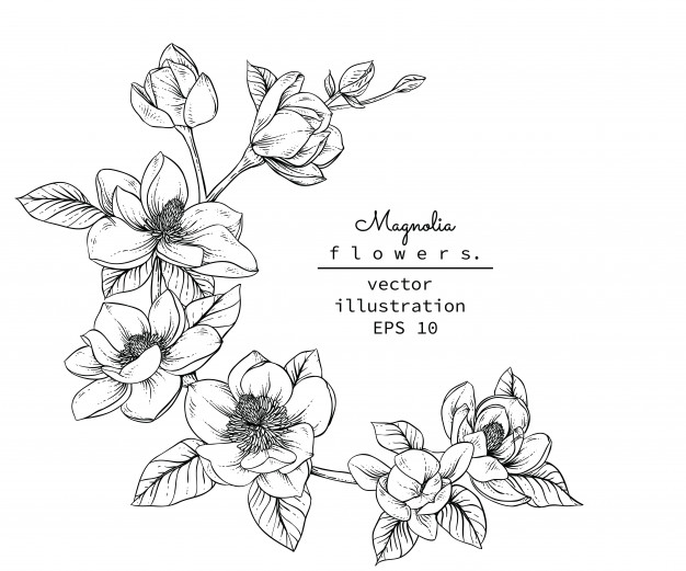 626x521 Magnolia Flower Drawings Vector Premium Download